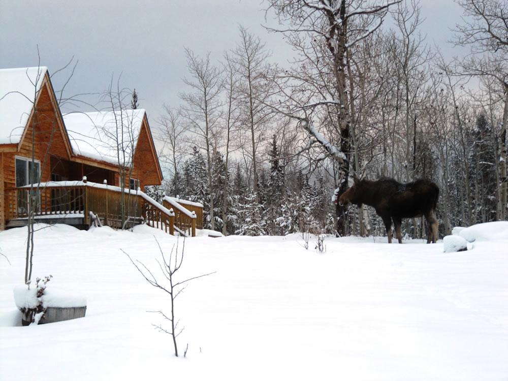 Eagle Bear Lodge Tatla Lake Buitenkant foto